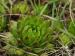 globiferum ssp. hirtum (preissianum) from Veľký Grič