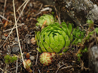 globiferum ssp. globiferum from Kozinec