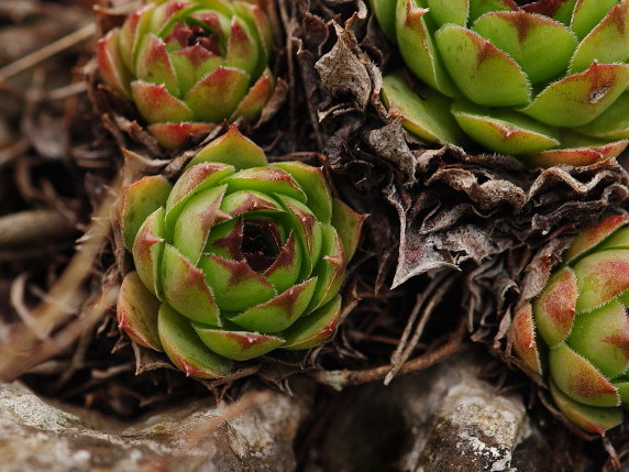 tectorum var. tectorum from Dol Lisična