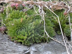 globiferum ssp. globiferum from Libštejn