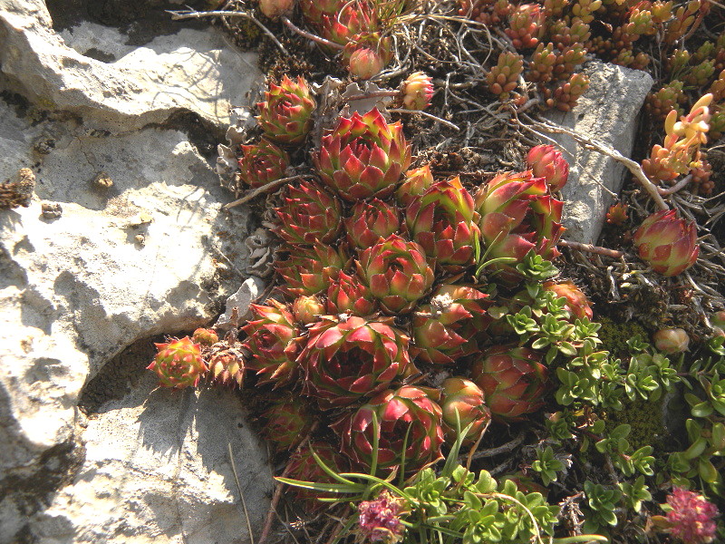 marmoreum ssp. marmoreum from Urdeni Do, Straße