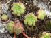 montanum ssp. montanum from Gotthard (Tremola)
