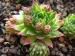 globiferum ssp. hirtum from Alpen