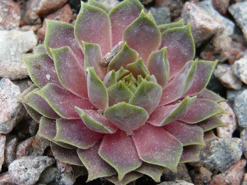 marmoreum ssp. erythraeum from Rilagebirge