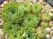 heuffelii x globiferum ssp. allionii from Aione