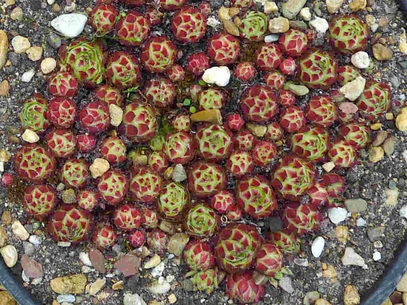tectorum var. tectorum (ambiguum)
