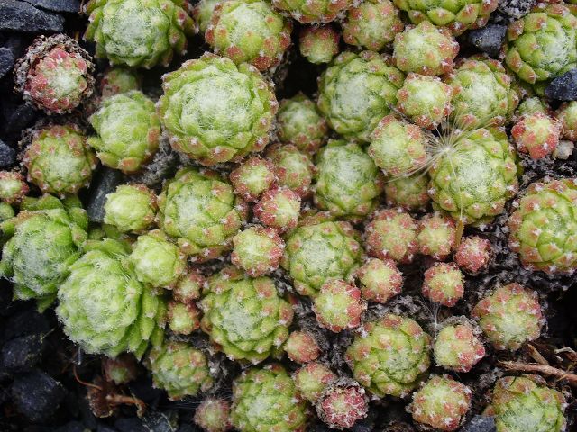 arachnoideum (bryoides)