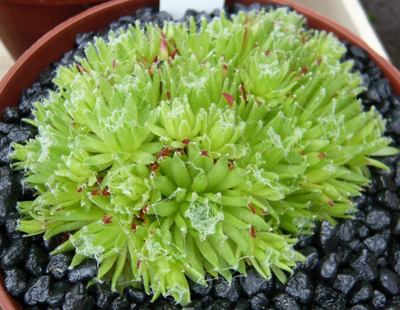 arachnoideum (bryoides)