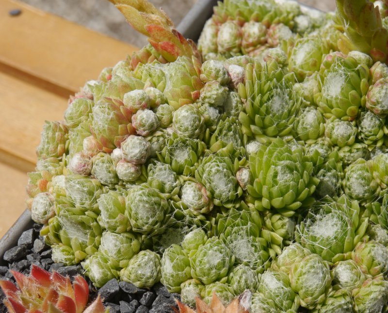arachnoideum (bryoides)