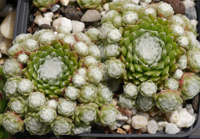 arachnoideum (bryoides)
