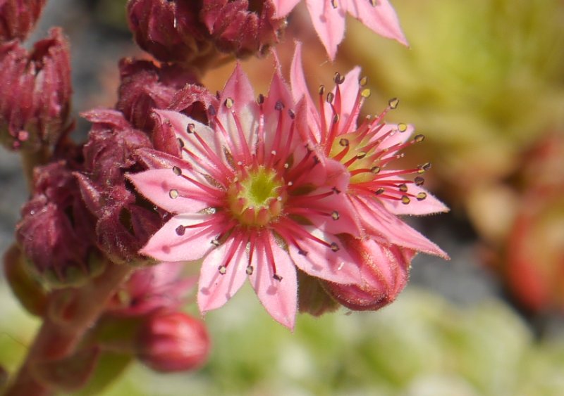 arachnoideum (bryoides)