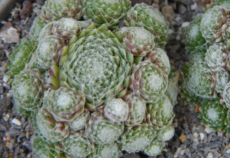 arachnoideum (bryoides)