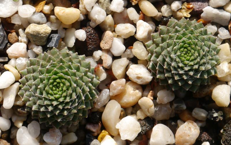 arachnoideum (bryoides)