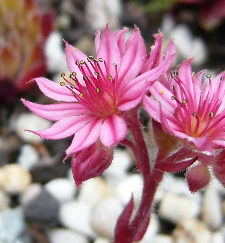 arachnoideum (bryoides)
