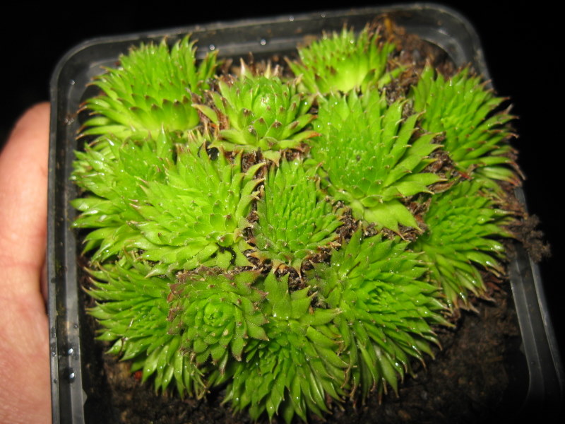 arachnoideum (bryoides) from "Sapa"