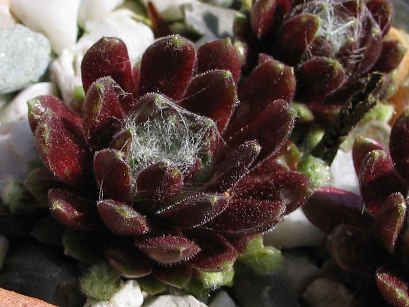 arachnoideum (zarubianum)