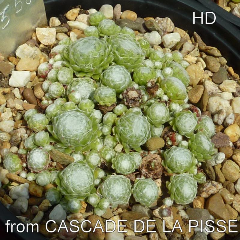arachnoideum from Cascade de la Pisse