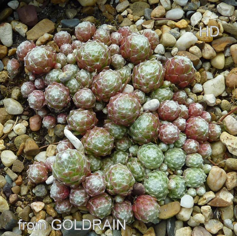 arachnoideum from Goldrain