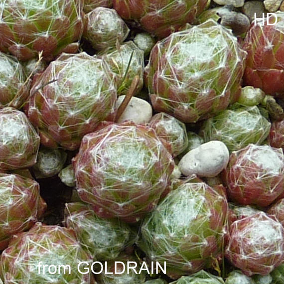 arachnoideum from Goldrain