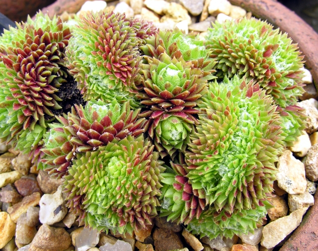 arachnoideum