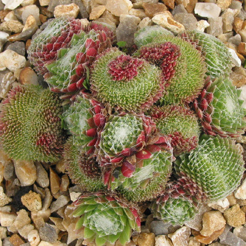 arachnoideum