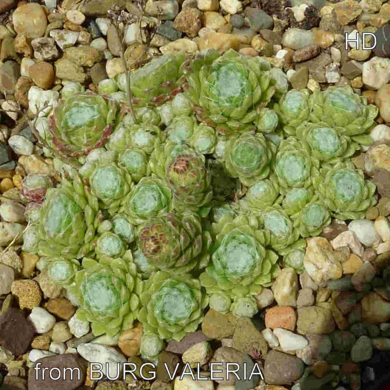 arachnoideum from Burg Valeria