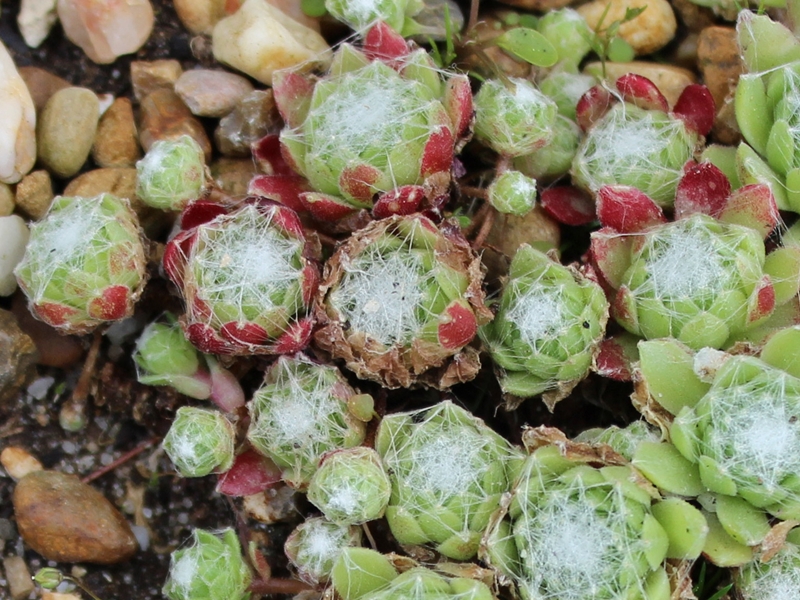 arachnoideum from Col du Pourtalet, 1900m