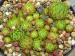 globiferum ssp. hirtum (glabrescens) from Drevenik