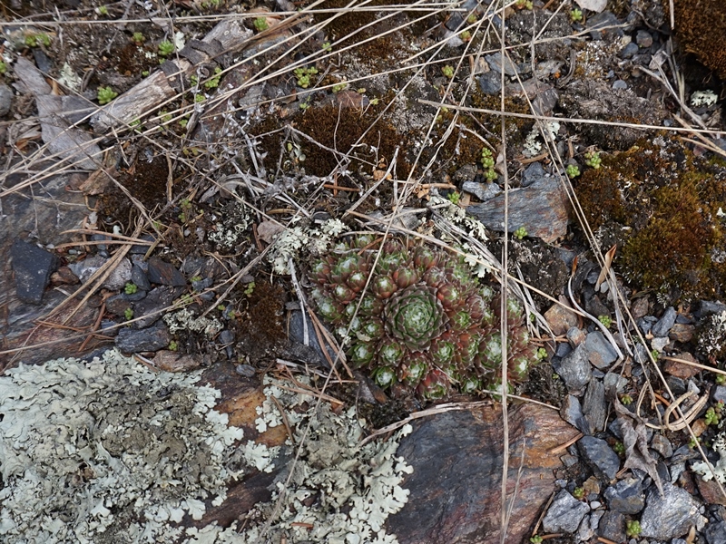 arachnoideum from Eisacktal, Schnauders
