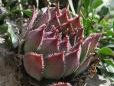 tectorum from Trnovski Gozd