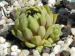 herfriedianum from Yusufeli-Sarigöl, 1350m