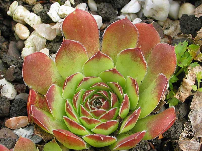 heuffelii (kopaonikense) from Kopaonik