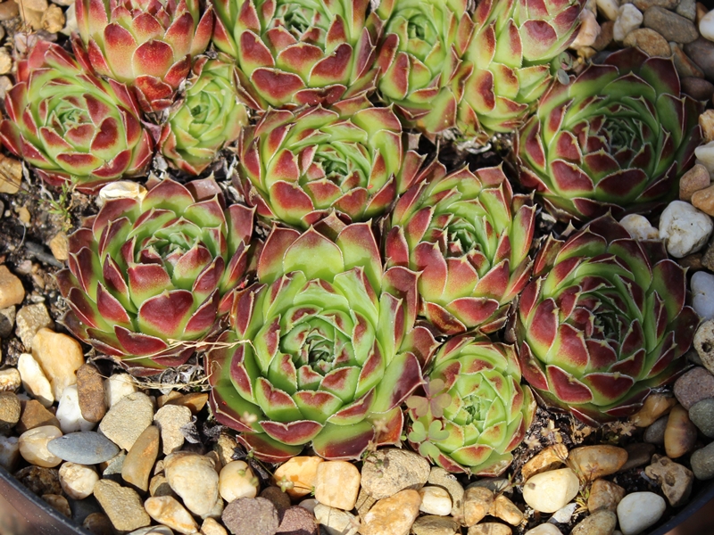 heuffelii (glabrum) from Sarajevo