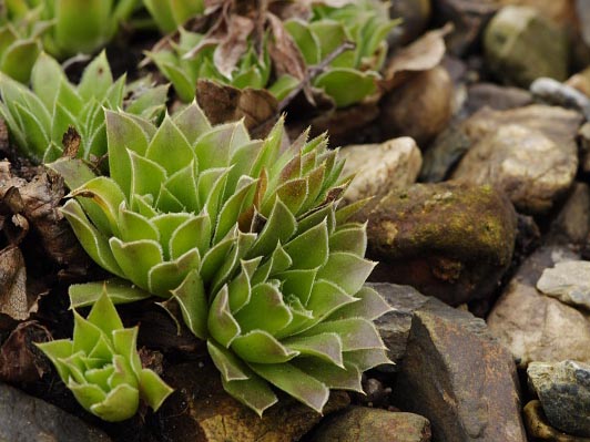 heuffelii (heuffelii) from Cherni vrah