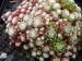arachnoideum ssp. tomentosum (laggeri)