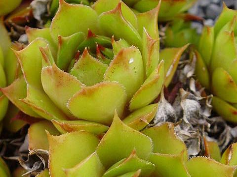tectorum var. tectorum (boutignyanum)