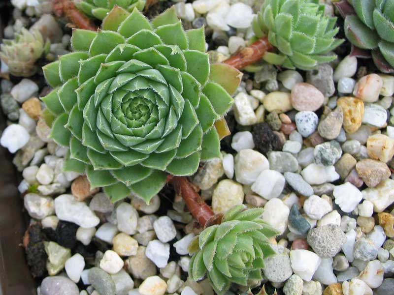 marmoreum ssp. reginae-amaliae from Mavri Petri