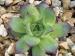 marmoreum ssp. matricum from Regec