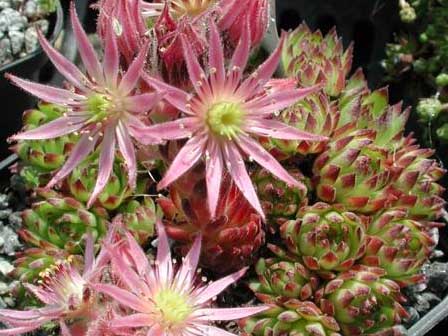 montanum ssp. stiriacum from Goldeck