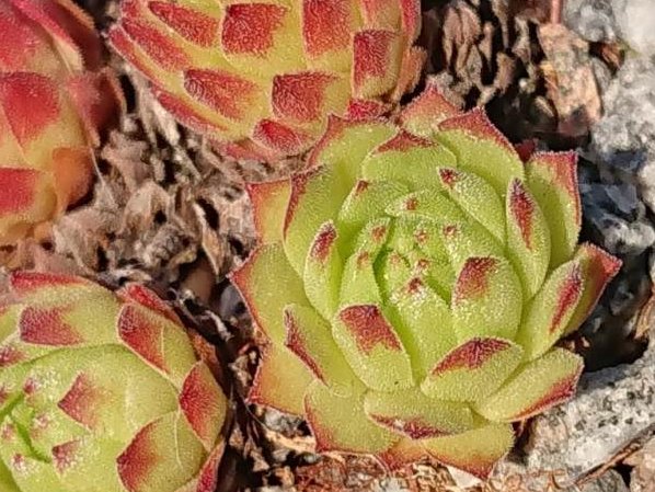 montanum ssp. stiriacum from Heiligenblut