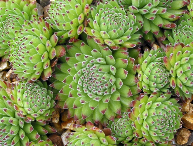 montanum ssp. stiriacum from Mauterndorf