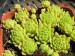 montanum (flagelliforme)