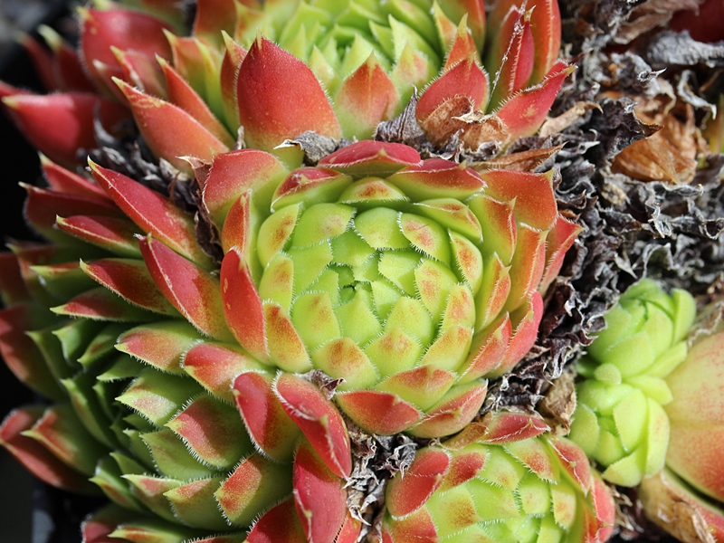 nixonii (xkwediana) x S. heuffelii 