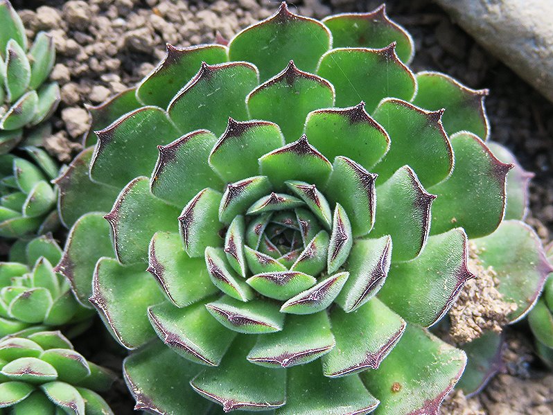 tectorum osti-jarej (nom. prov.)