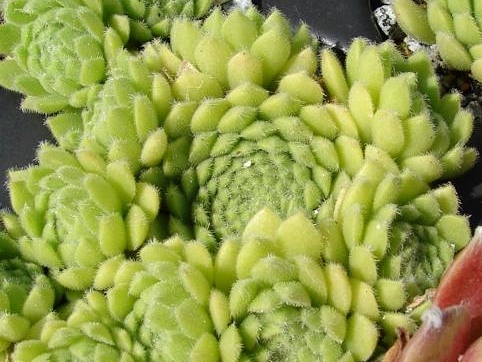 vaccarii from Epinel (La Valle di Cogne)