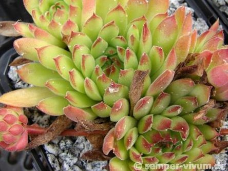 marmoreum ssp. reg.-am. (angustissimum) fr. Borsod-Abani-Zemplén/Regec