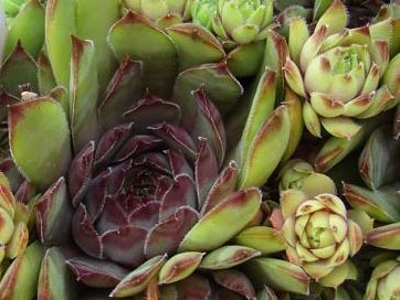 tectorum from Poschiavo