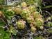 montanum ssp. montanum from Gornergrat (Rotenboden)