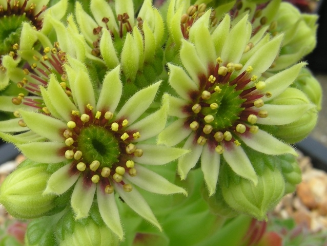 ruthenicum