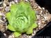 tectorum var. tectorum (decoloratum) from Grand Montrond